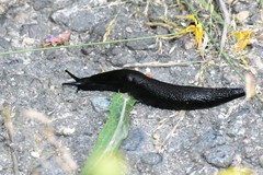 Turcomilax turkestanus