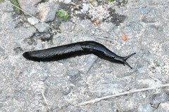 Turcomilax turkestanus