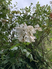 Magnoliopsida