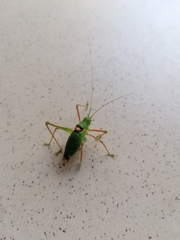 Poecilimon schmidtii