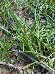 Sparganium erectum