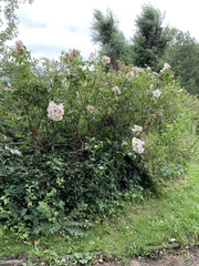 Magnoliopsida
