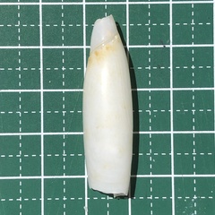 Terebellum terebellum