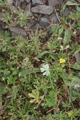 Potentilla argentea