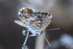 Theclinesthes miskini