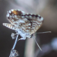 Theclinesthes miskini