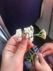 Achillea millefolium