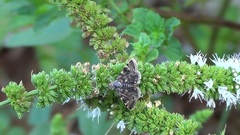 Heliothela wulfeniana