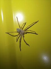 Olios sericeus