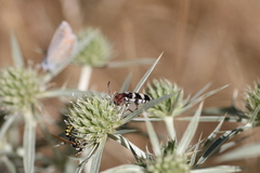 Chlorophorus trifasciatus