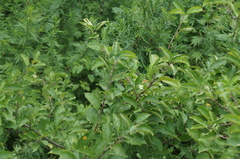 Pyrus calleryana