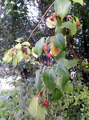Malus baccata