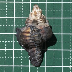 Chicoreus brunneus
