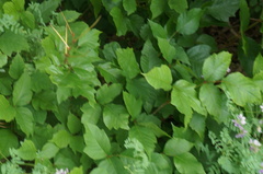 Toxicodendron radicans