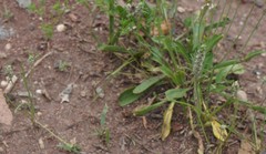 Plantago aristata