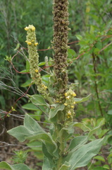 Verbascum thapsus
