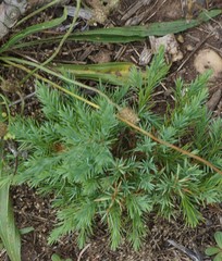 Juniperus virginiana