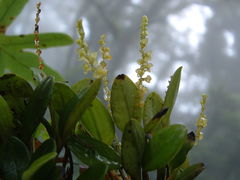 Stelis parvula