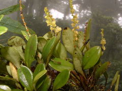 Stelis parvula