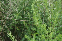 Artemisia vulgaris