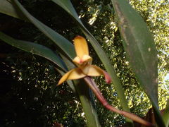 Maxillaria porrecta