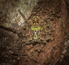 Stephanopis carcinoides