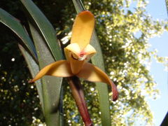Maxillaria porrecta