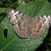 Guatemalan Cracker - Photo (c) Eric van den Berghe, some rights reserved (CC BY-NC), uploaded by Eric van den Berghe