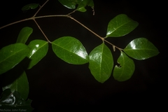 Gossia fragrantissima