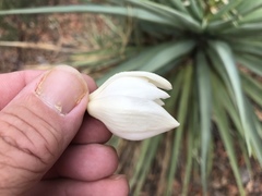 Yucca schottii