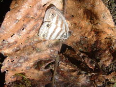 Euptychia mollis