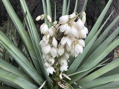 Yucca schottii
