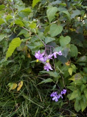 Solanum dulcamara