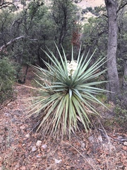 Yucca schottii