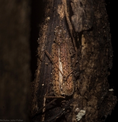Phlyctaenodes pustulata