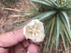 Yucca schottii