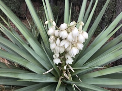 Yucca schottii