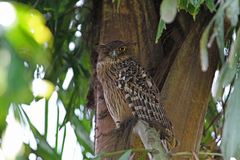Brown Fish-Owl photo 5