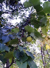 Pyrus ussuriensis