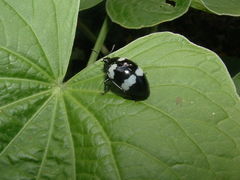 Barytopus lunulatus