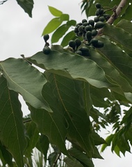 Sapindus mukorossi