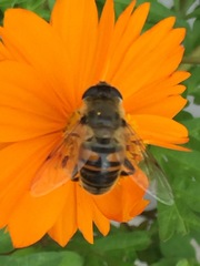 Eristalis tenax