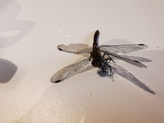 Sympetrum sanguineum