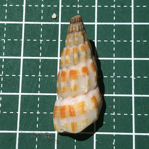 ベニシボリミノムシ