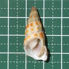 Vexillum stainforthii