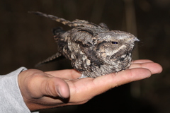 Caprimulgus europaeus meridionalis