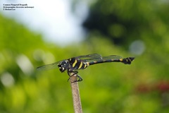 Ictinogomphus decoratus