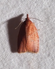 Sparganothis distincta