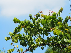Averrhoa carambola