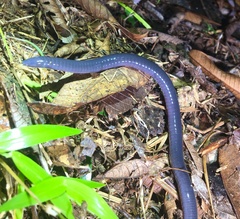Gymnophiona